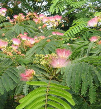 Albzie vonc TROPICAL DREAM 70-80 cm, kont. 4 l