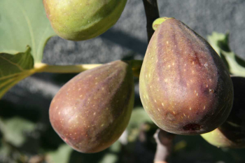 Obrzok (1)