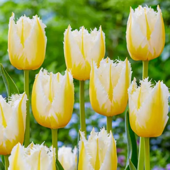 Tulipn LEMON BEAUTY, 5 ks v balen