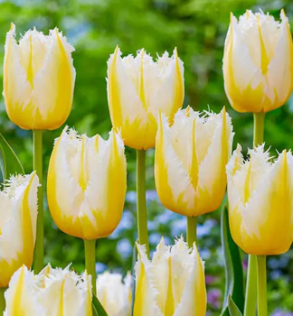 Tulipn LEMON BEAUTY, 5 ks v balen