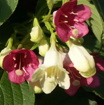 Obrzok (4)