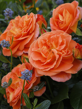 Růže mnohokvětá ´MANGO®´ ** Kordes 2019, 30-40 cm, kont. 2 l