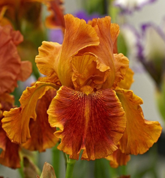 Kosatec n�meck� �CARNIVAL TIME�, kont. 1 l