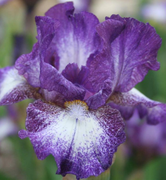 Kosatec n�meck� �PRINCE OF BURGUNDY�, kont. 1 l