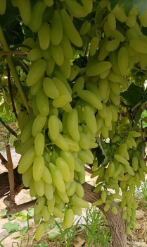 Obrázok (1) Obrázok (1)