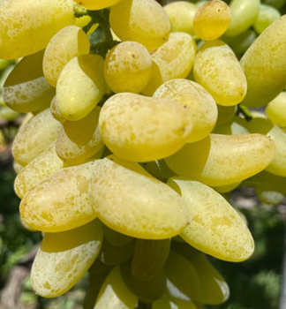 Obrázok (5) Obrázok (5)