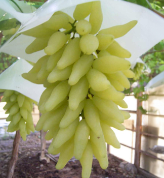 Rva vinn rezistentn GOLD FINGER, prostok.