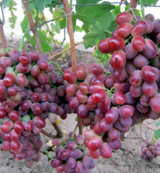 Vinn rva rezistentn DOLCE SUNNY, prostok.