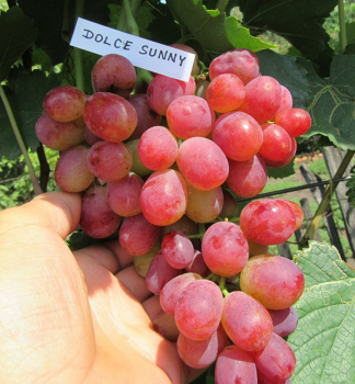 Obrázok (5) Obrázok (5)