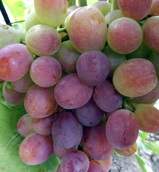 Obrázok (4) Obrázok (4)