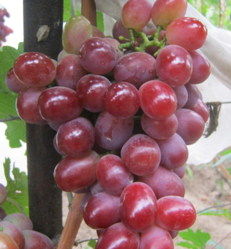 Obrázok (7) Obrázok (7)