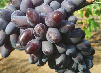 Obrázok (2) Obrázok (2)