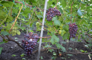 Obrázok (4) Obrázok (4)