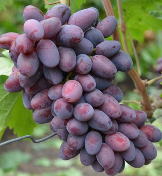 Obrázok (3) Obrázok (3)