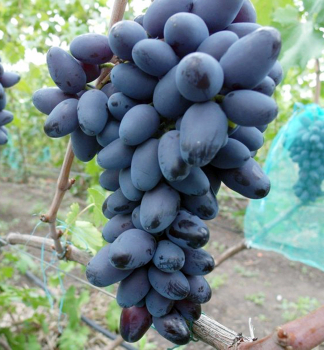 Rva vinn rezistentn ETALON, prostok.