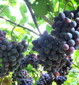 Obrázok (7) Obrázok (7)