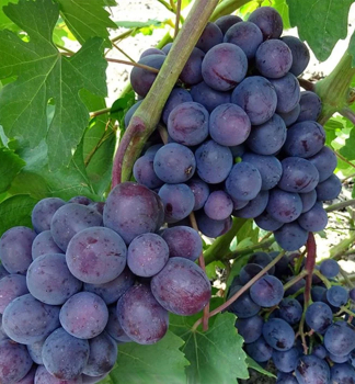 Obrázok (6) Obrázok (6)