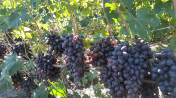 Obrázok (1) Obrázok (1)