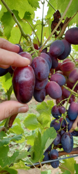 Obrázok (2) Obrázok (2)