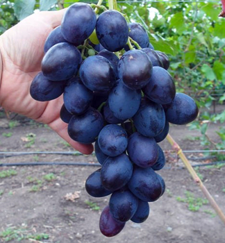 Rva vinn rezistentn MATADOR, prostok.