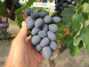 Obrázok (1) Obrázok (1)