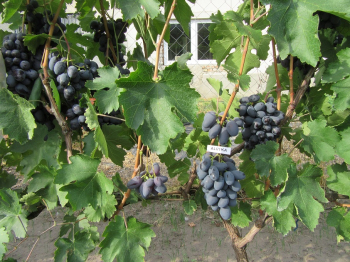 Obrázok (2) Obrázok (2)