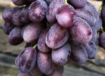 Obrázok (3) Obrázok (3)