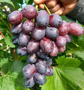 Rva vinn rezistentn ALVIKA, prostok.