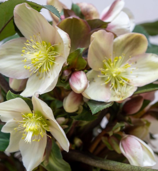 emeice hybridn HGC MALORY 15-20 cm, kont. 2 l