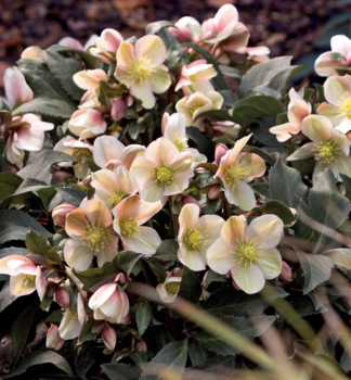 emeice hybridn HGC MALORY 15-20 cm, kont. 2 l