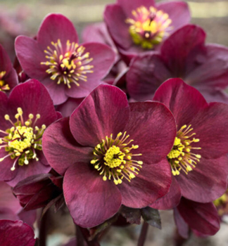 emeice hybridn ICE N ROSES AMARELA 15-20 cm, kont. 2 l