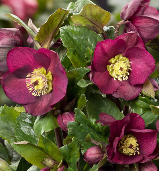 emeice hybridn ICE N ROSES BENNOTA 15-20 cm, kont. 2 l