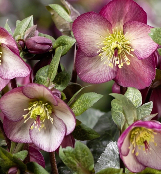 emeice hybridn ICE N ROSES MACY MARBLE 15-20 cm, kont. 2 l