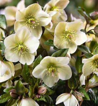 emeice hybridn ICE N ROSES MILLA MARBLE 15-20 cm, kont. 2 l