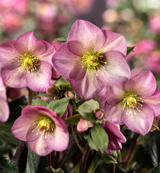 emeice hybridn ICE N ROSES PINK PROMISE 15-20 cm, kont. 2 l