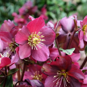 emeice hybridn ICE N ROSES RED 20-30 cm, kont. 2 l