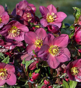 emeice hybridn ICE N ROSES RED 20-30 cm, kont. 2 l