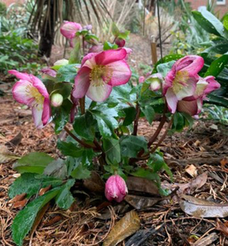 emeice hybridn ICE N ROSES ROSADO 20-30 cm, kont. 2 l