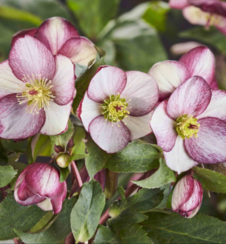 emeice hybridn ICE N ROSES ROSADO 20-30 cm, kont. 2 l