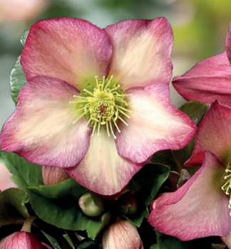 emeice hybridn ICE N ROSES ROSALI 15-20 cm, kont. 2 l