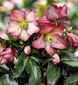 �eme�ice hybridn� �ICE N� ROSES� ROSALI� s pupeny, 15-20 cm, kont. 2 l