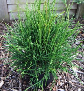 Zerav z�padn� �LITTLE FILLY� 20-30 cm, kont. 3 l