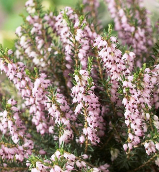 V�esovec darlejsk� �GHOST HILLS�, kont. 0,5 l