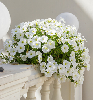 Surfinie p�evisl� �TABLE WHITE�, kont. 0,5 l