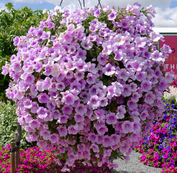 Surfinie p�evisl� �SWEET PINK�, kont. 0,5 l