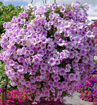 Surfinie p�evisl� �SWEET PINK�, kont. 0,5 l