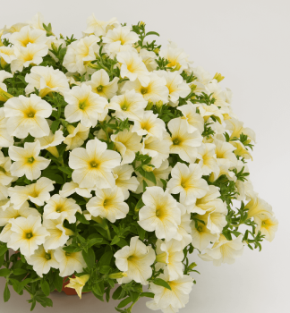 Surfinie p�evisl� �TRAILING LIGHT YELLOW�, kont. 0,5 l