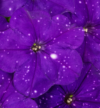 Petunie p�evisl� �CONSTELLATION VIRGO�, kont. 0,5 l