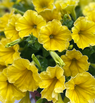 Surfinie p�evisl� �DARK YELLOW MORN�, kont. 0,5 l