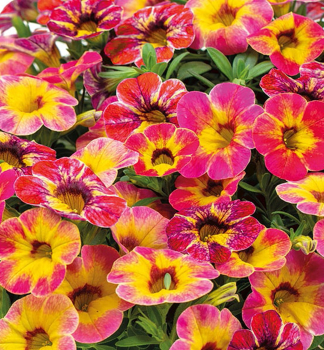 Minipet�nie p�evisl� �CHAMELEON� TART DECO�, kont. 0,5 l